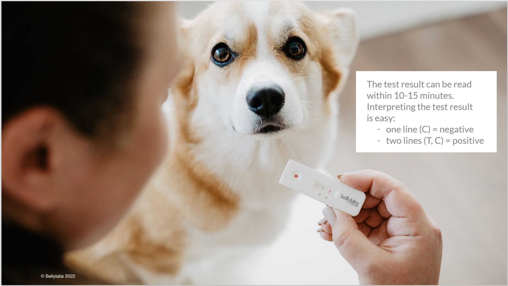 Dog pregnancy test296